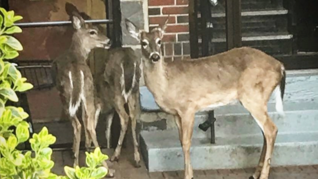 Three deer were spotted near 74th Street and John F. Kennedy Boulevard East in North Bergen yesterday. Photo via North Bergen police. 