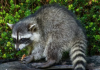 North Bergen issues wildlife warning following 6 raccoon bite incidents