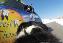 ‘Geese police’ border collies could be coming to Hoboken to patrol parks