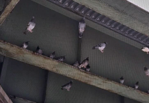 Bayonne bird rescue efforts near completion as animal activists voice concerns